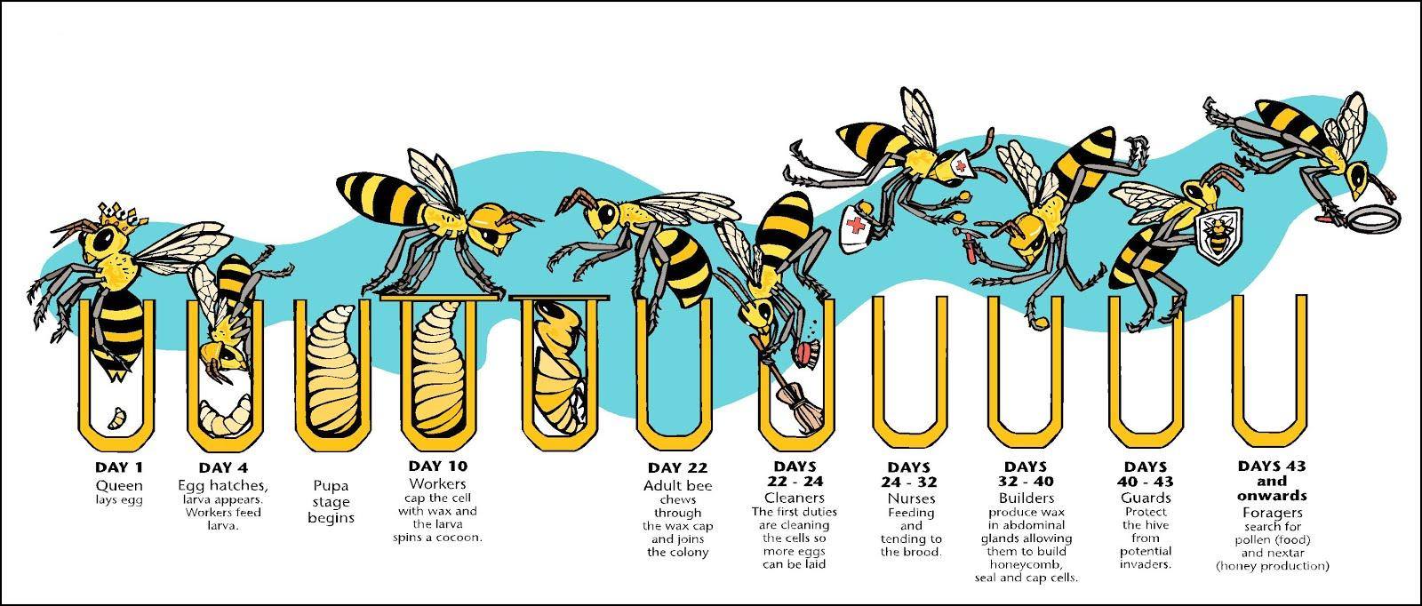 Podjela rada kod pčela radilica